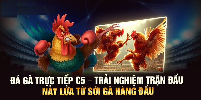 Trải nghiệm sắc nét đá gà trực tiếp C5